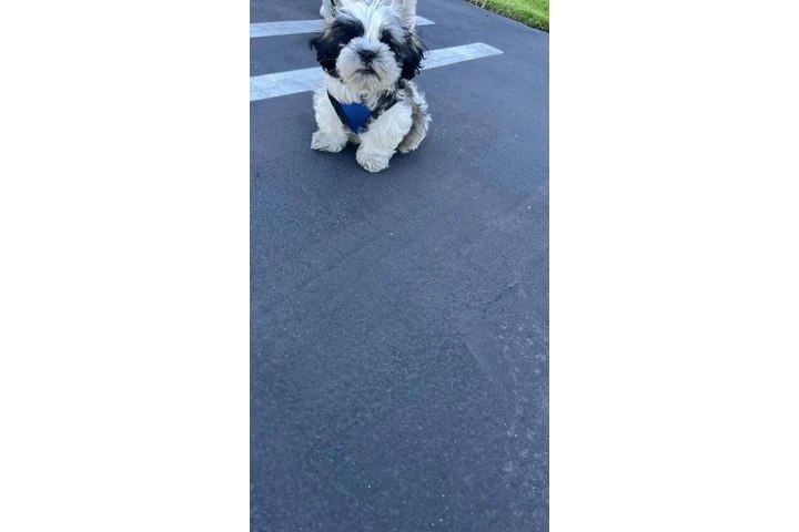 $750 : Shih tzu image 3