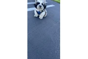 $750 : Shih tzu thumbnail