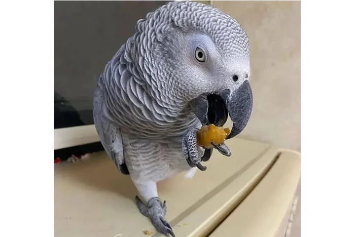 ghihgbyh  Loro gris africano d image 4