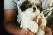$500 : 2 cachorros de Shih Tzu a la v thumbnail
