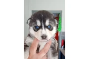 Super Pomsky puppes for adopt en Tampa