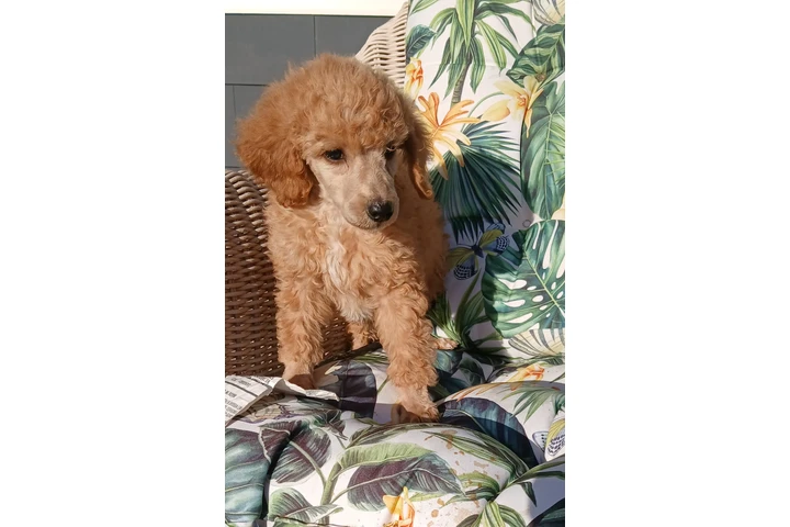 $750 : Standard poodle 🐩 image 5