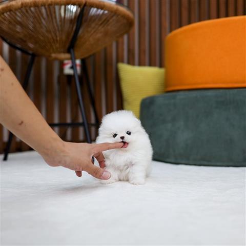 $250 : Teacup Pomeranian puppies image 6