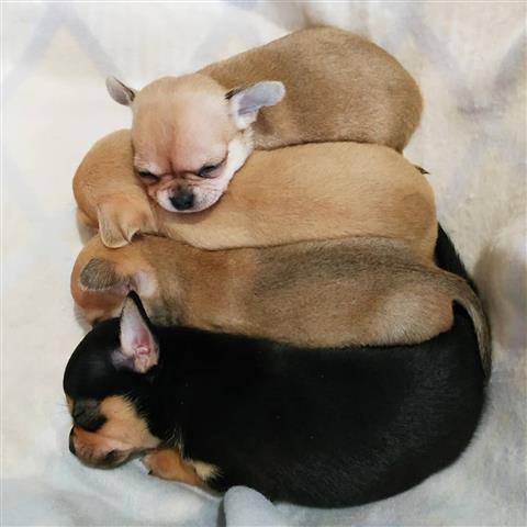 $250 : Chihuahua puppies for sale image 1
