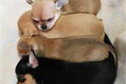 Chihuahua puppies for sale en Los Angeles