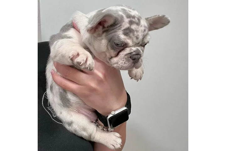 $300 : French bulldog and Pomeranian image 7