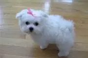 $200 : Dos cachorros malteses thumbnail