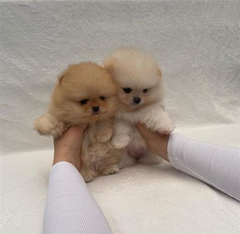$500 : Teacup Pomeranian puppies 🐶 image 4