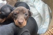 Dachshund pups for sale en Chicago
