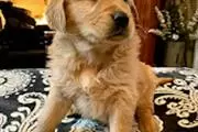 GOLDEN RETRIEVERS en Santa Barbara