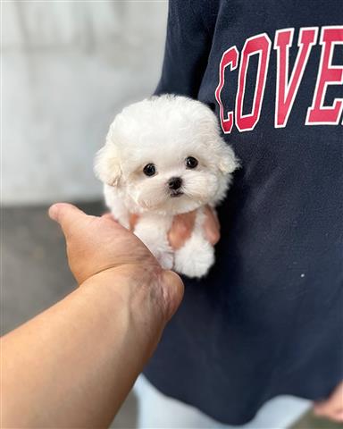 $350 : Bichon image 1