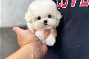 Bichon