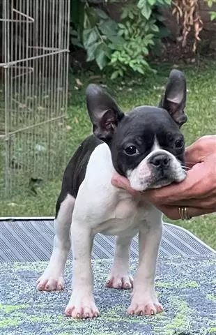 $1400000 : Boston Terrier Masqueen image 1