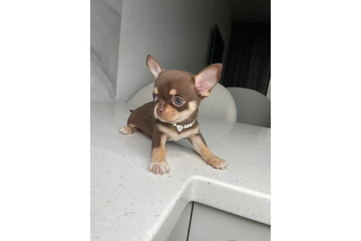$300 : Chihuahua puppies for sale image 2