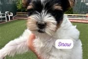 Biewer terrier 2 month en New York