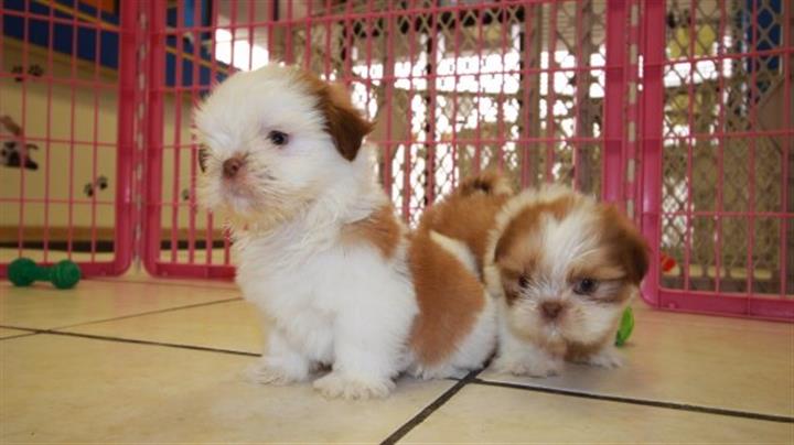 $800 : Hermosos cachorros de Shih Tzu image 3