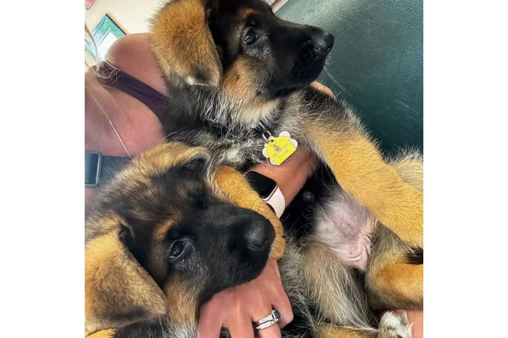 $350 : Cachorros de pastor alemán image 2
