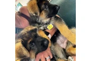 $350 : Cachorros de pastor alemán thumbnail