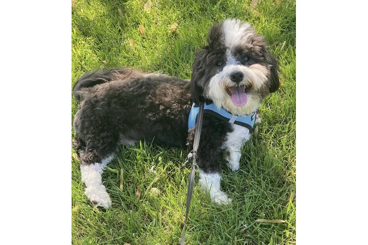 $390 : Havanese puppies for Adoption image 7