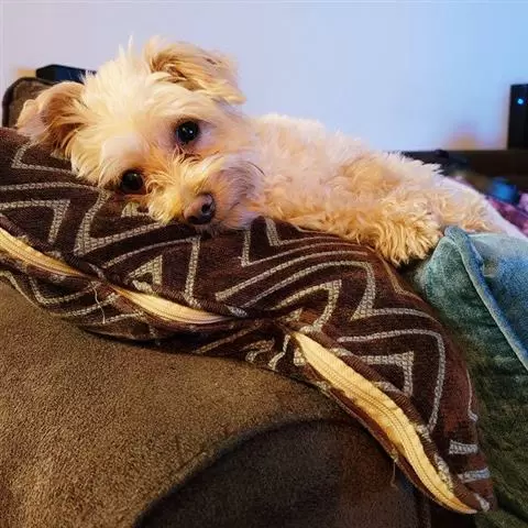Female Yorkie Puppies. image 3
