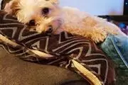 Female Yorkie Puppies. thumbnail