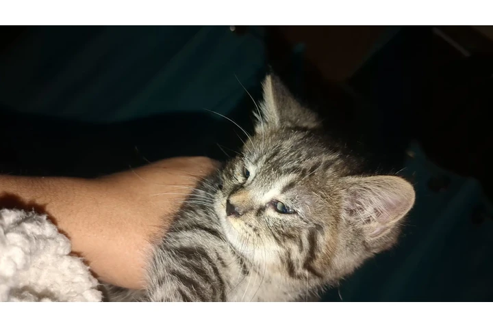 $200 : Gatitos brindle image 4