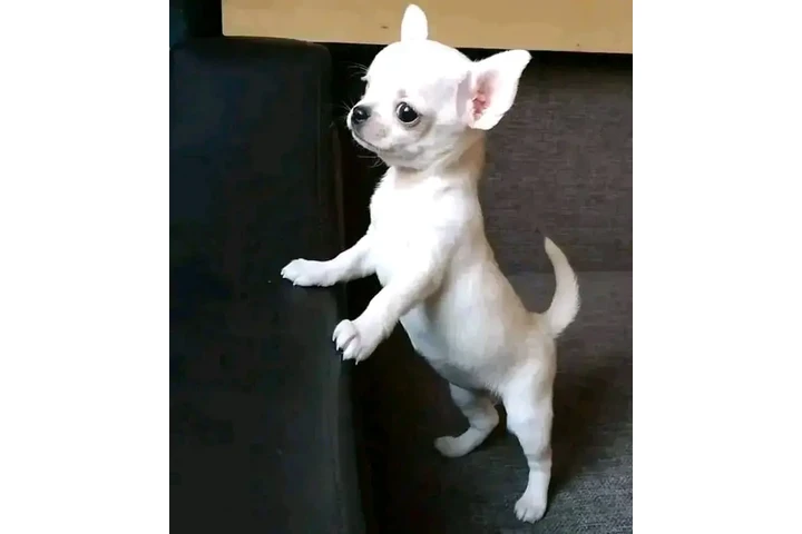 $800 : Chihuahua puppies image 5