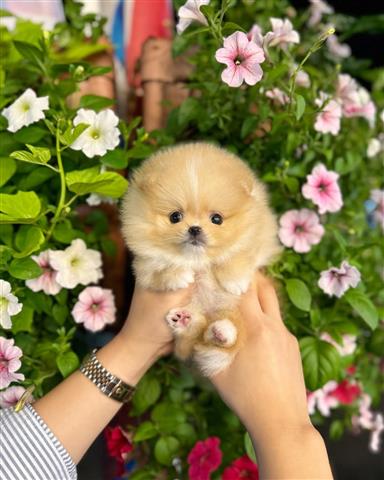 $350 : Cachorros Pomeranian en venta image 2