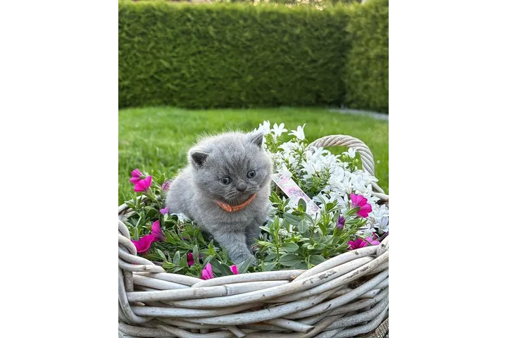$220 : British Shorthair Kitten Ready image 1