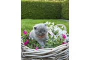 British Shorthair Kitten Ready en Kingston
