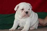 $500 : Lindos cachorros de bulldog en thumbnail