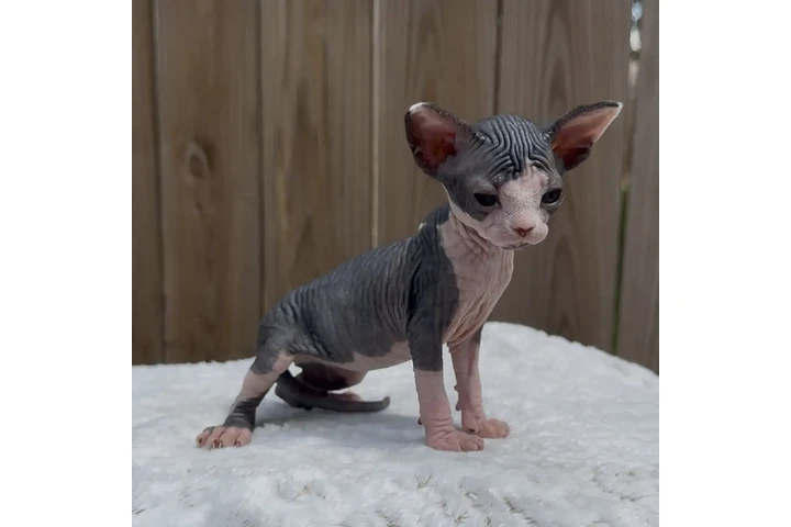 $350 : Sphinx babies available image 3