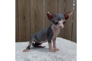 $350 : Sphinx babies available thumbnail