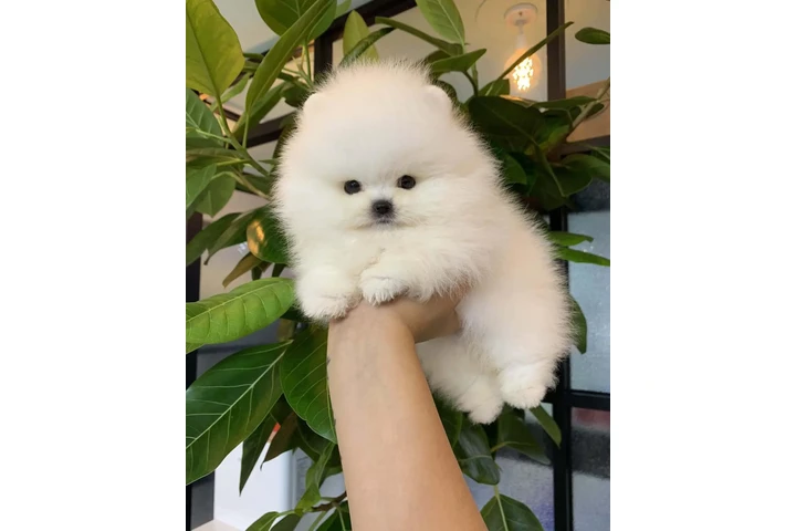 $350 : Pomerania en venta image 2