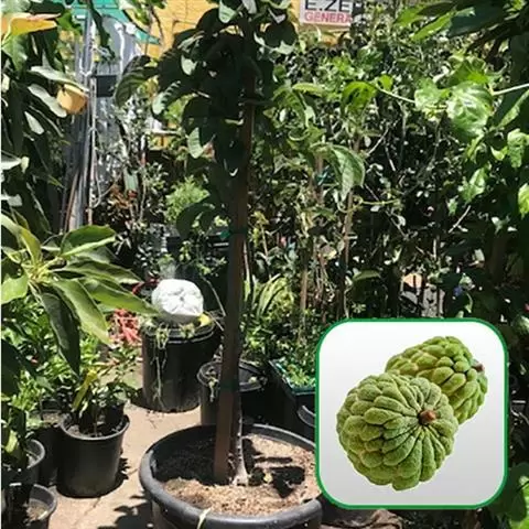 Nueva Esperanza Nursery image 2