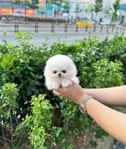 $500 : Pomeranian puppies image 1