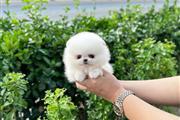 Pomeranian puppies en Atlanta