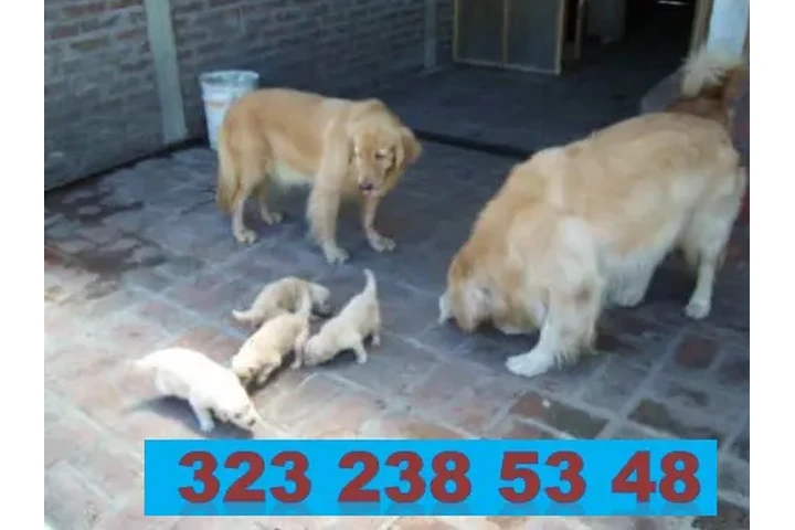 $999000 : CACHORROS GOLDEN RETRIEVER 01 image 2