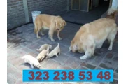 $999000 : CACHORROS GOLDEN RETRIEVER 01 thumbnail