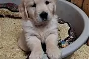 golden retriever. Macho y hemb en Newburgh