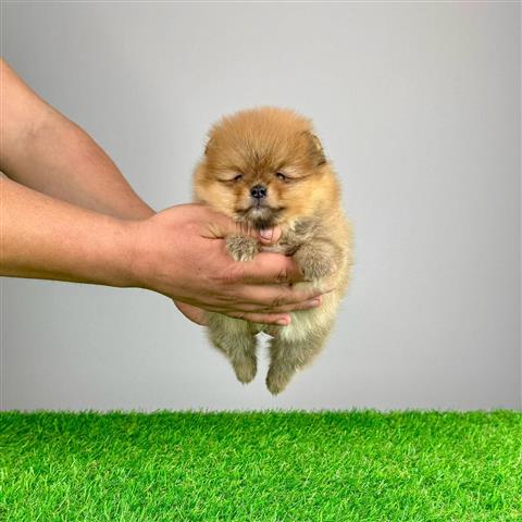 $510 : Male & female Pomeranian puppi image 4