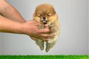 $510 : Male & female Pomeranian puppi thumbnail
