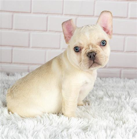 $400 : French bulldog and Pomeranian image 10