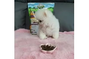 $350 : cachorros de Pomerania thumbnail