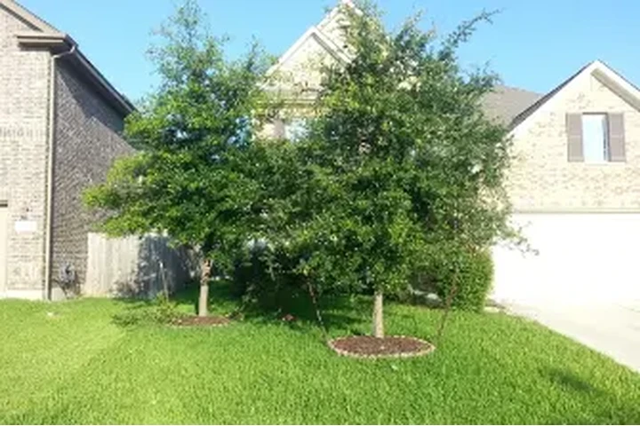 CLEAN LEAVES IN YOUR HOME image 1