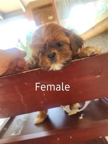 $350 : Perritos shihtzu mix Yorkie image 4