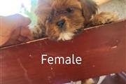 $350 : Perritos shihtzu mix Yorkie thumbnail