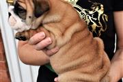 $500 : Roma English bulldog thumbnail