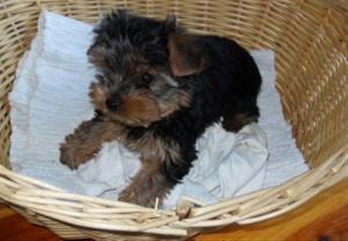 $4600 : PLAYFUL YORKIE PUPPIES FOR YOU image 2