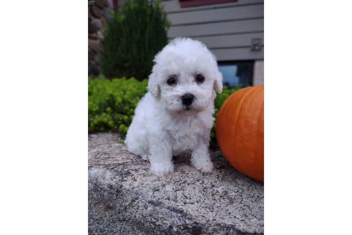 $190 : $190 : Available Bichon Pups image 4